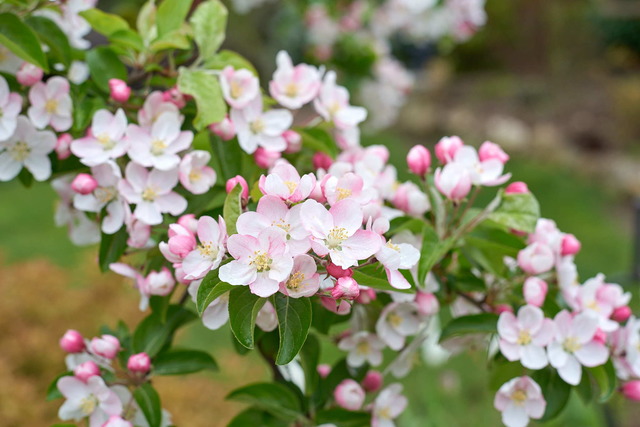 Photo of Spring blossom on Malus 'Butterball'