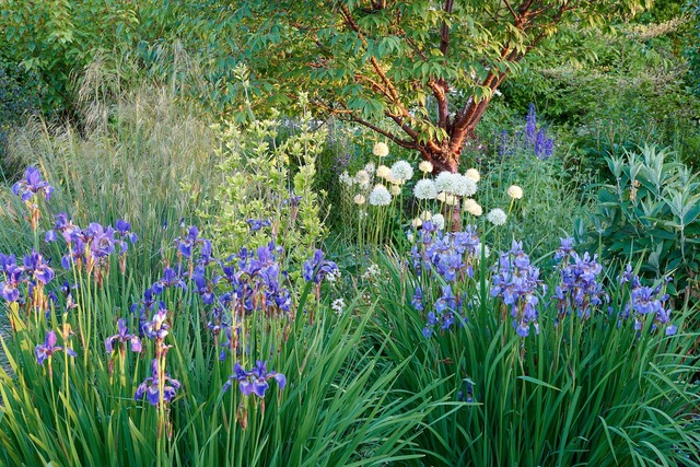 Photo of Early summer at Langdale Garden, Offenham, Worcestershire, UK