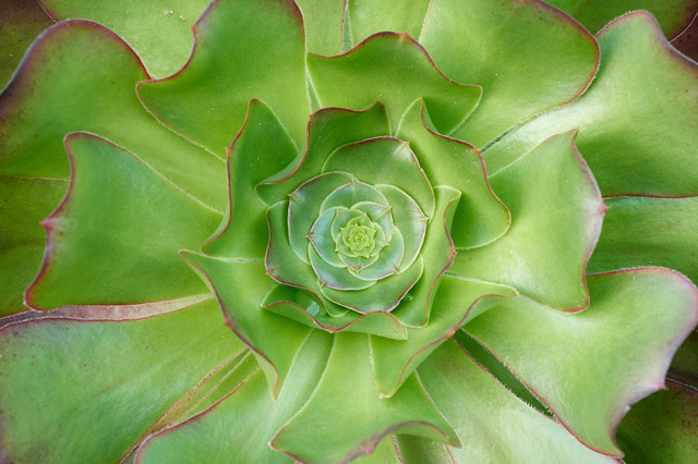 Photo of Aeonium 'Cyclops'