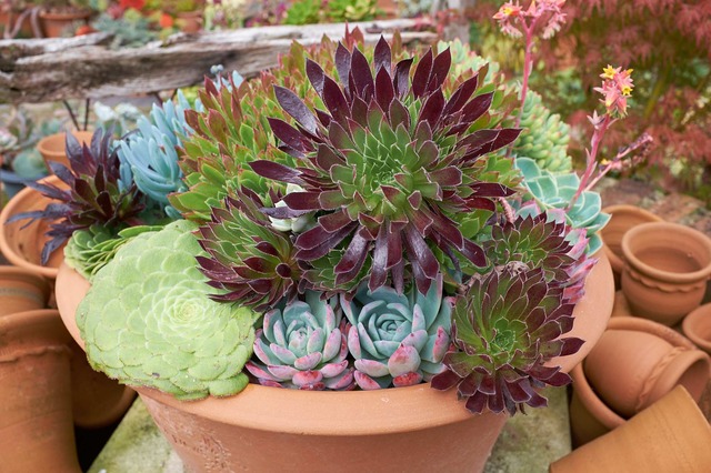 Photo of Aeonium 'Dusty Maiden' with succulents in terracotta