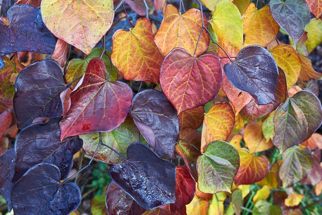 Photo of Cercis canadensis 'Ruby Falls' in autumn