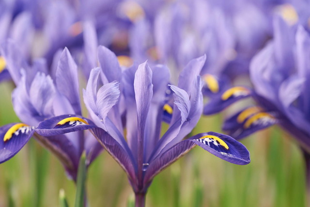 Photo of Iris reticulata 'Harmony'