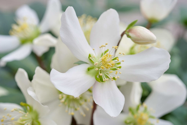 Photo of Helleborus niger