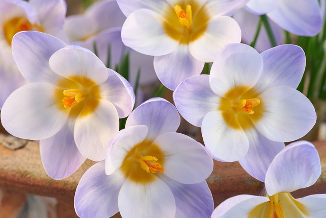 Photo of Crocus 'Blue Pearl'