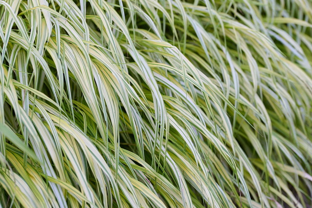 Photo of Hakonachloa macra 'Aureola'