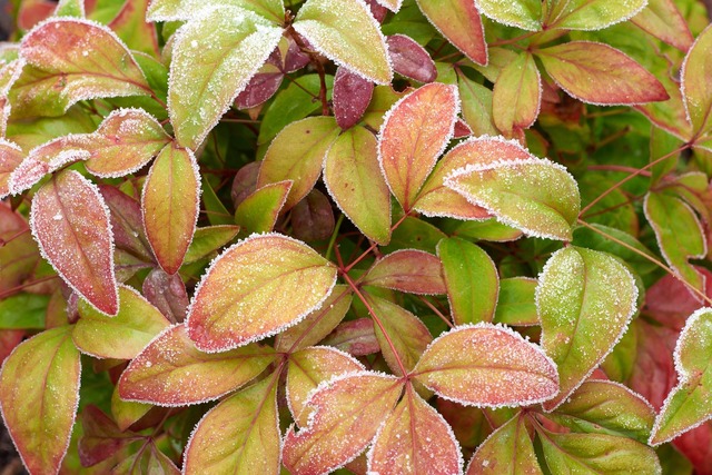 Photo of Frost on Nandina domestica 'Blush Pink'