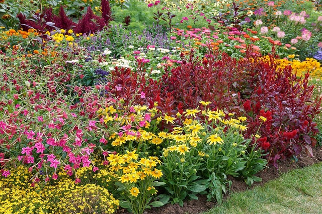 Photo of Annual border at Aston Pottery, Oxford, UK